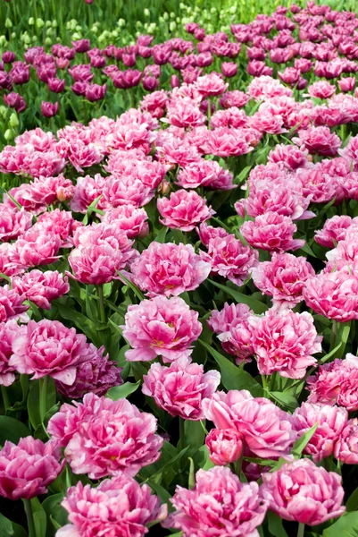 Blooming tulips — Stock Photo, Image