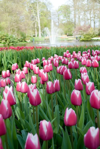 Flower park  Keukenhof. — Stock Photo, Image