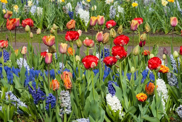 Beautiful flowers — Stock Photo, Image