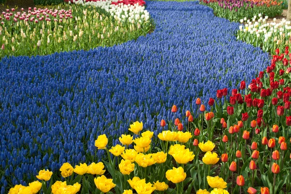 Field of tulips. — Stock Photo, Image