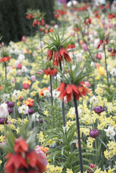 Beautiful flowers — Stock Photo, Image