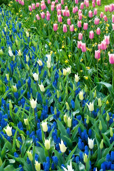 Bellissimi fiori — Foto Stock