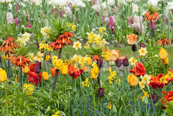 Beautiful flowers — Stock Photo, Image