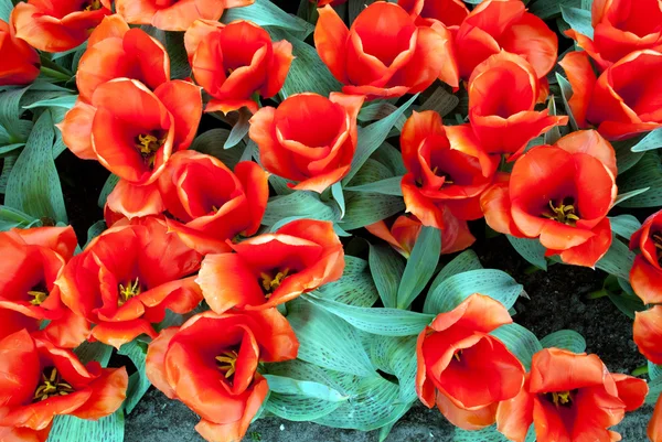 Tulipani rossi Fotografia Stock