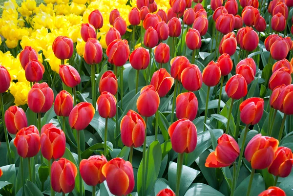 Bei tulipani rossi Immagini Stock Royalty Free