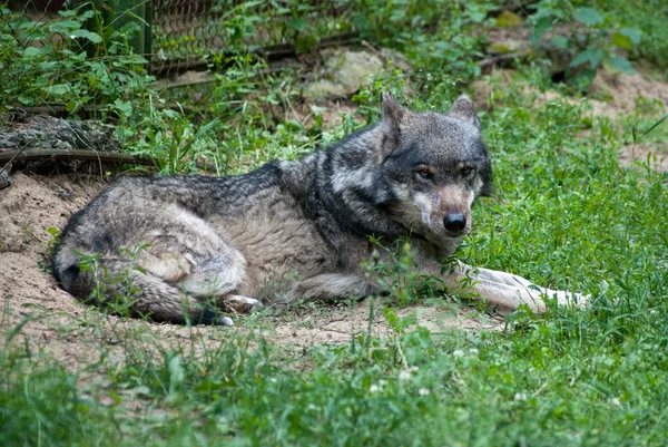 Grauer Wolf — Stockfoto