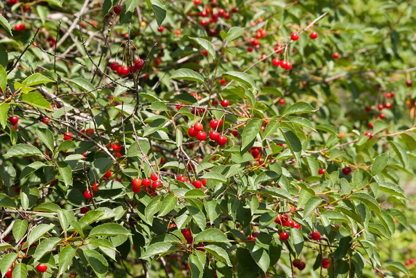 Cereza madura —  Fotos de Stock