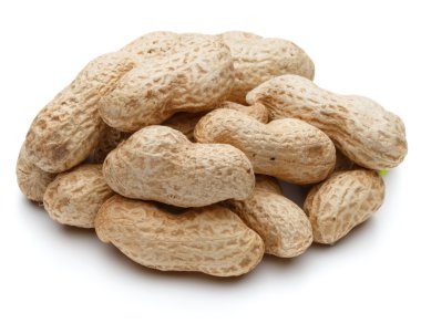 Fıstık Kruvazörlerin de arachis