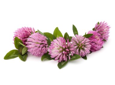 Yonca veya trefoil çiçek