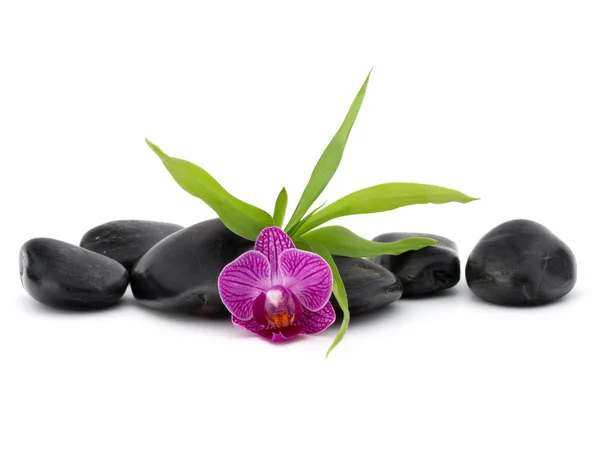 Zen oblázky a orchidej květina — Stock fotografie