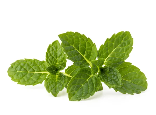 Hojas de menta fresca — Foto de Stock