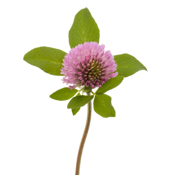 Kwiat koniczyny lub koniczyny — Zdjęcie stockowe