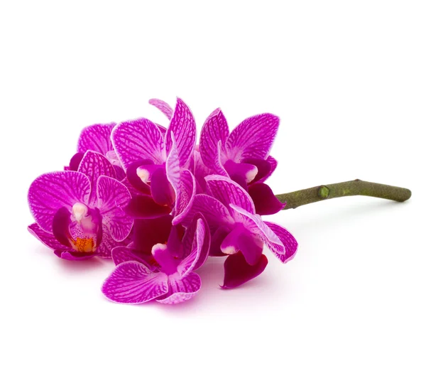 Ramo de flores de orquídea —  Fotos de Stock