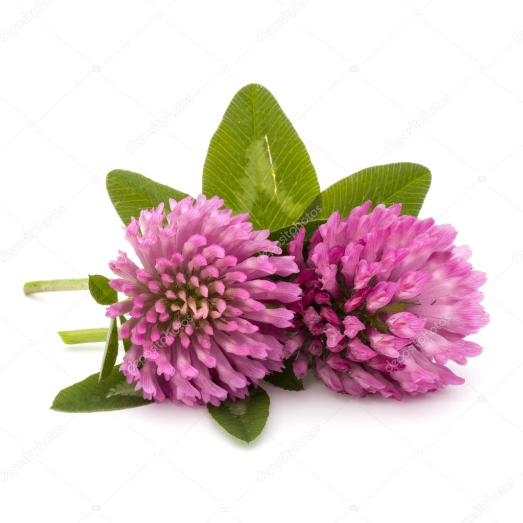 Clover or trefoil flowers