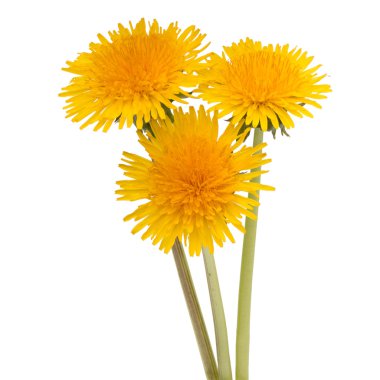 Dandelions flowers isolated on white clipart