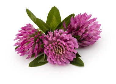 Yonca veya trefoil çiçek