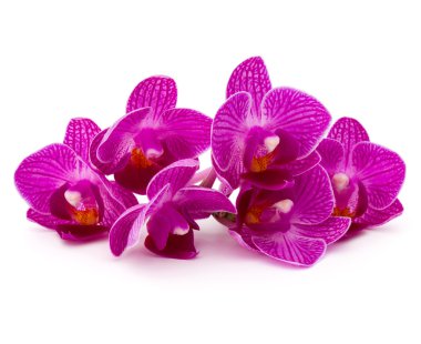 Orkide çiçekler buket baş