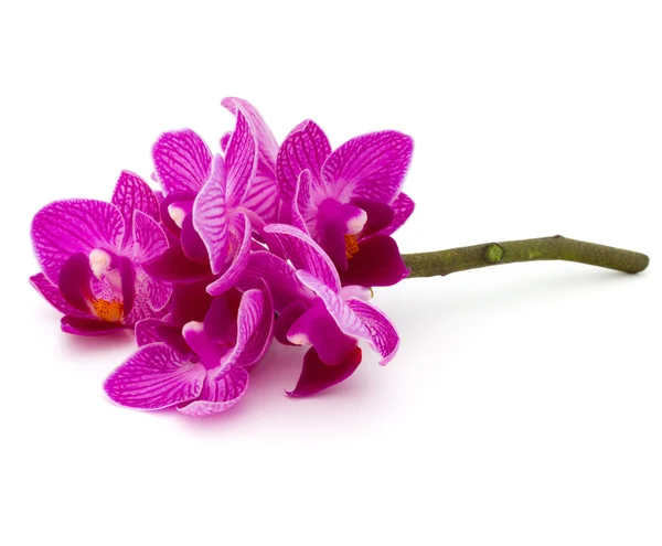Flores de orquídeas ramo de cabeza —  Fotos de Stock