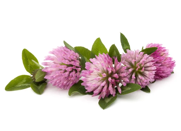 Klaver of klaverbladknoop bloemen — Stockfoto