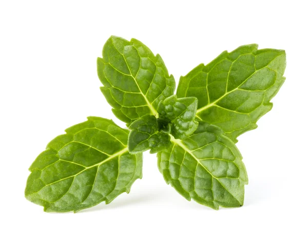 Fresh mint herb leaves — Stock Photo, Image