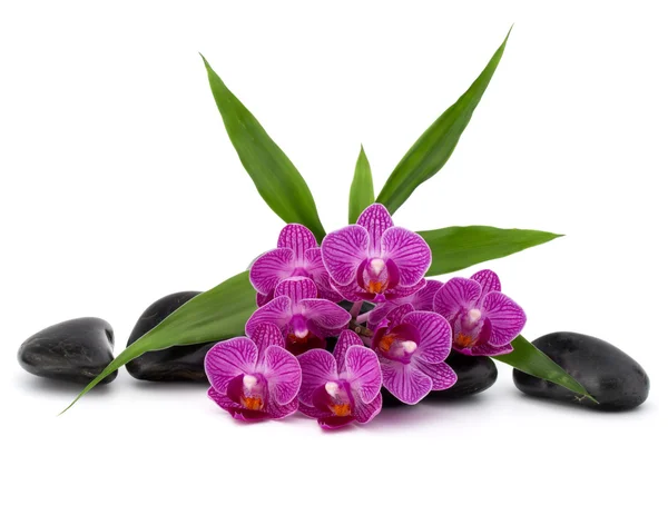 Guijarros y orquídeas Zen flores —  Fotos de Stock