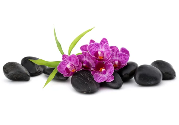 Zen pebbles and orchids flowers — Stock Photo, Image