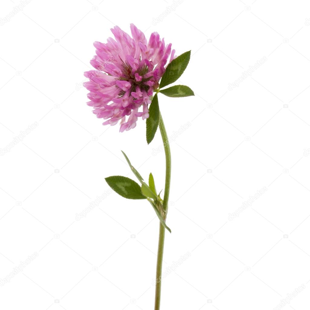 Clover or trefoil flower