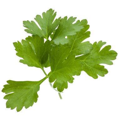 taze maydanoz yaprakları