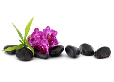 Zen çakıl ve orkide çiçekleri