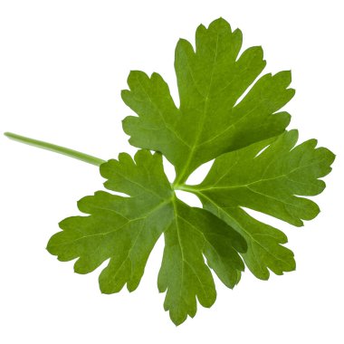 taze maydanoz yaprağı