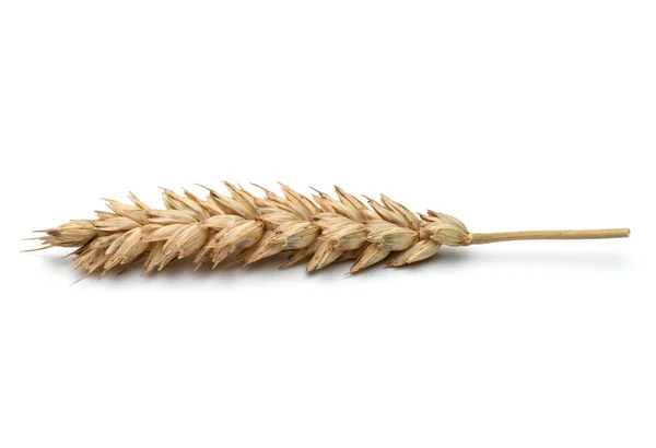 Ureche de grâu coaptă — Fotografie, imagine de stoc