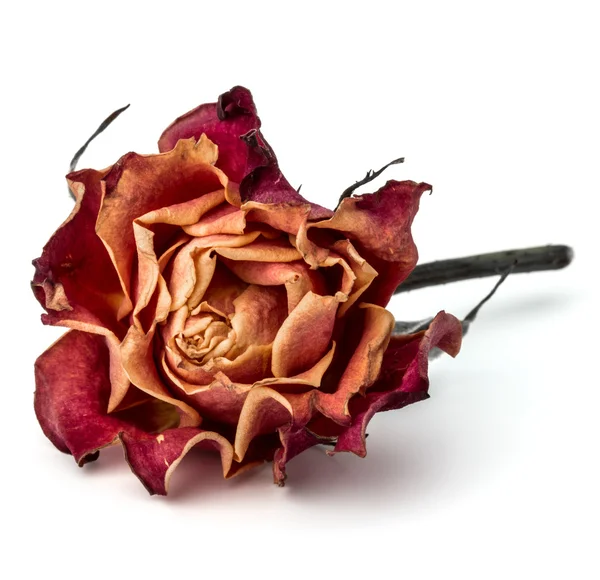 Dried rose flower — Stock Photo, Image