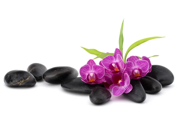 Calhaus e flores de orquídeas de zen — Fotografia de Stock