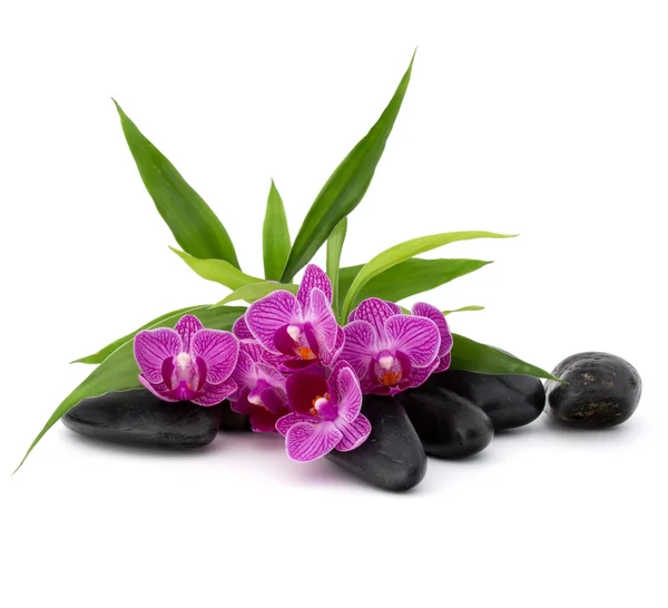 Zen pebbles and orchid flowers — Stock Photo, Image