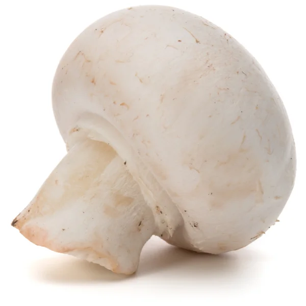 单一的成熟香菇 — 图库照片