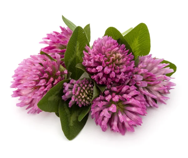 Paarse klaverbladknoop bloemen — Stockfoto