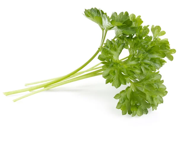 Fresh parsley leaves bunch — Stock Photo, Image