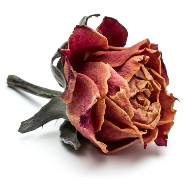 Dried rose flower — Stock Photo, Image