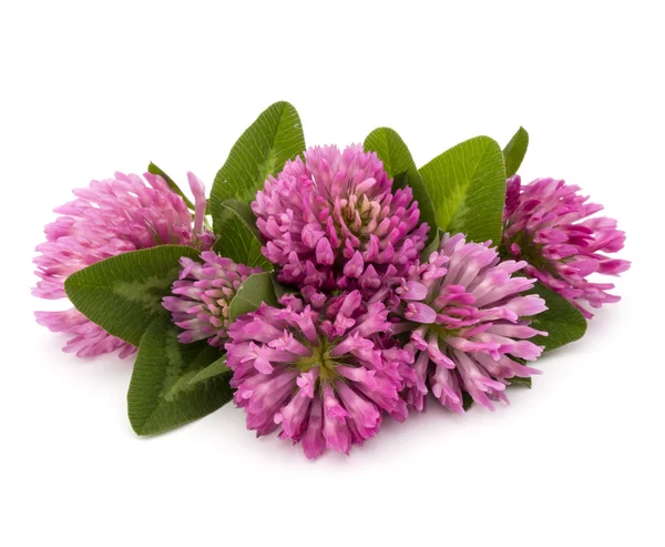 Lila Kleeblatt-Blüten — Stockfoto