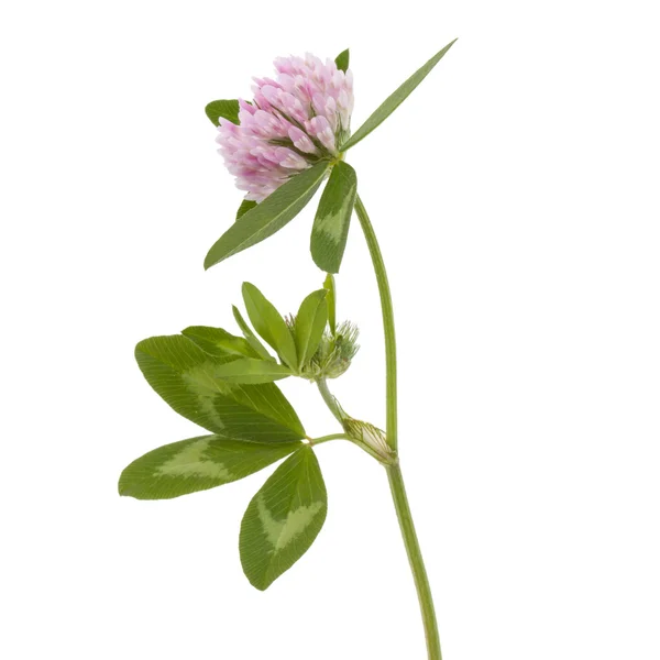 Kwiat fioletowy koniczyny — Zdjęcie stockowe