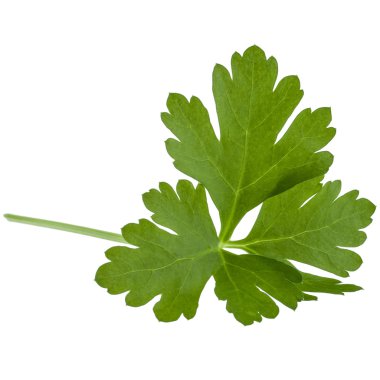 taze maydanoz yaprağı