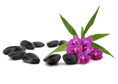 Zen çakıl ve orkide çiçekleri