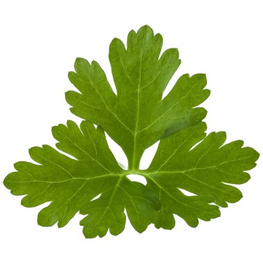 taze maydanoz yaprağı