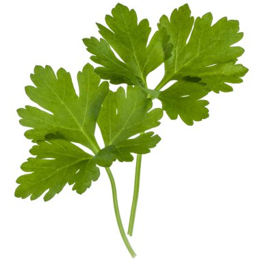 taze maydanoz yaprakları