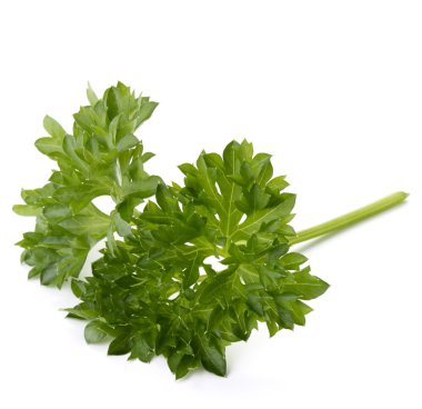 taze maydanoz yaprakları