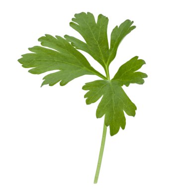 taze maydanoz yaprağı