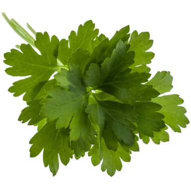 taze maydanoz yaprakları