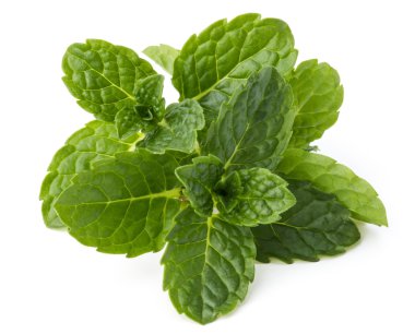 Taze nane yaprakları 