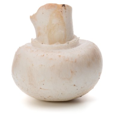 Tek olgun Champignon