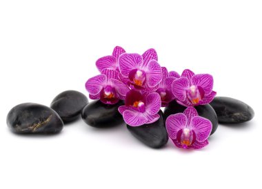 Zen çakıl ve orkide çiçekleri